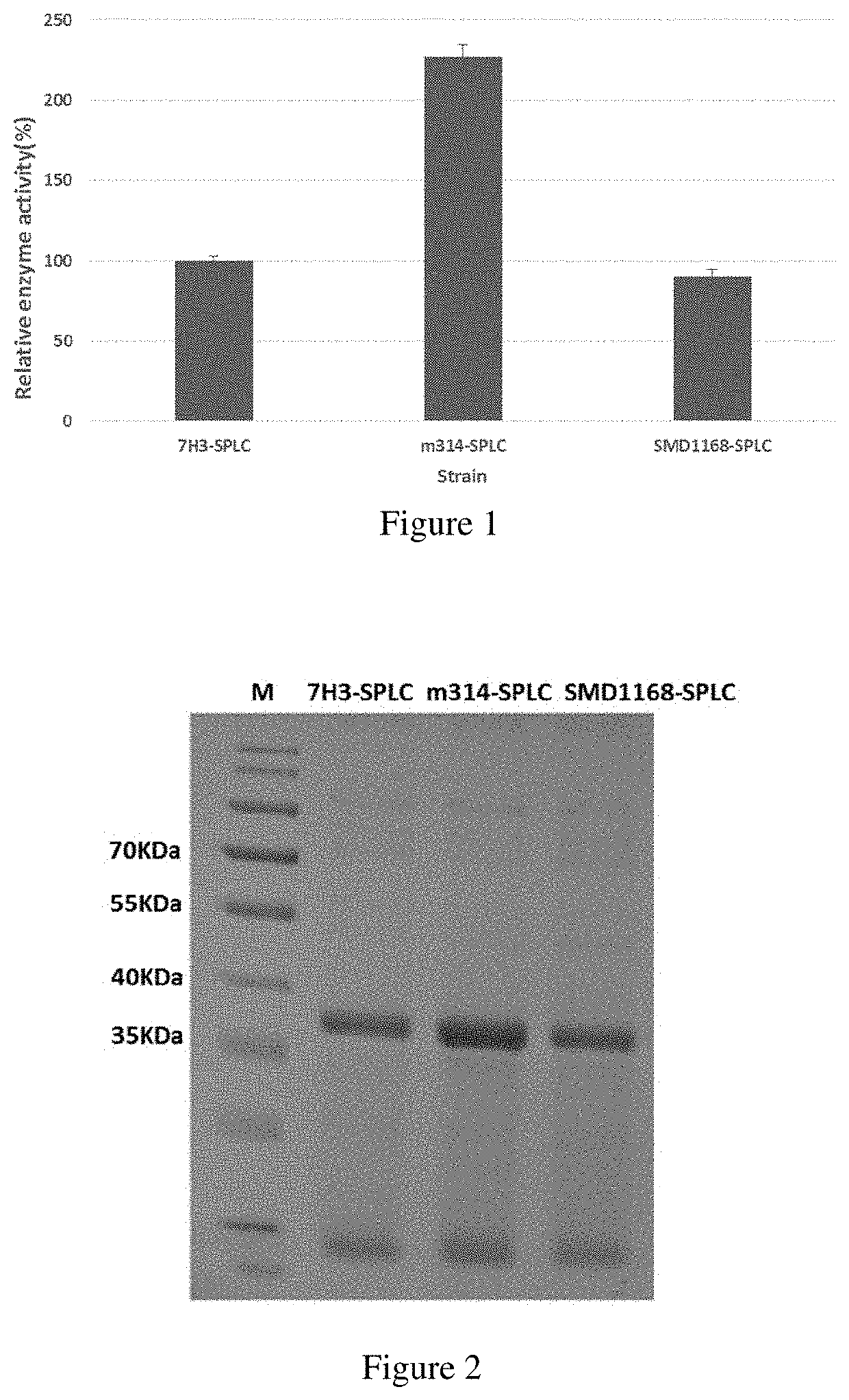 Pichia pastoris mutant strain for expressing exogenous gene