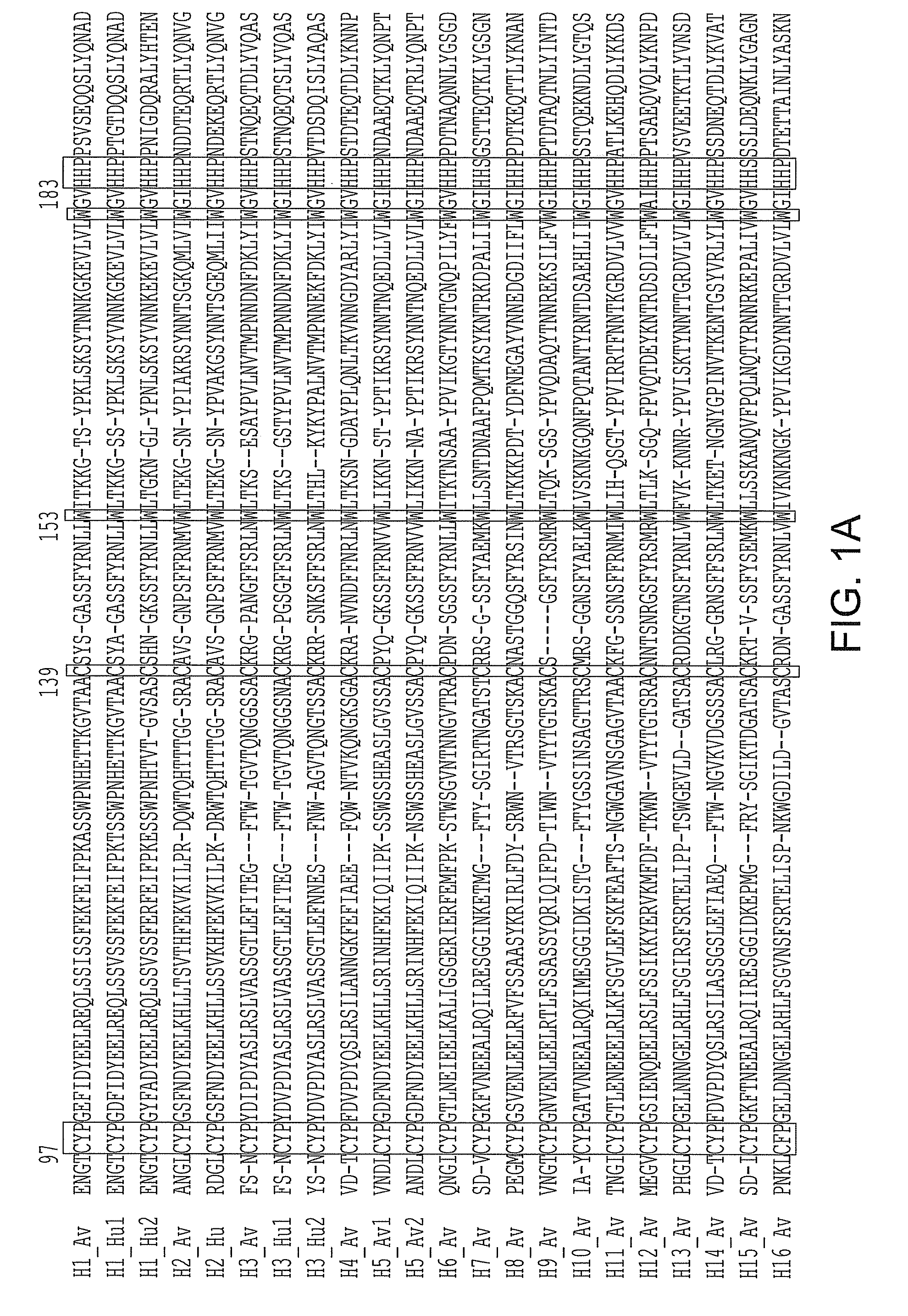 Hemagglutinin polypeptides, and reagents and methods relating thereto
