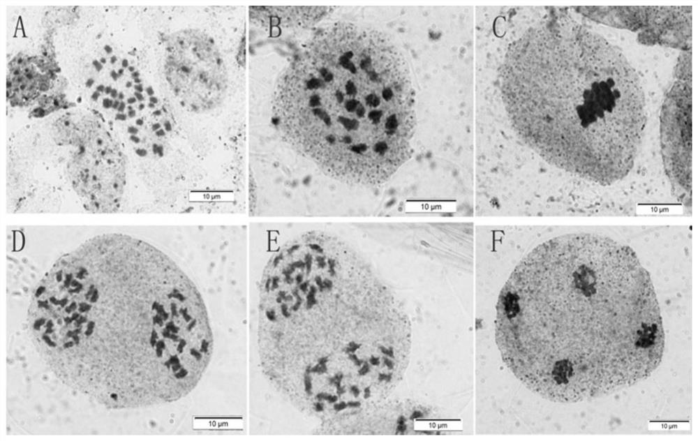 Application of Ethiopian Brassica in the Breeding of Brassica napus Lines with Limited Inflorescences