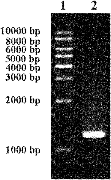 Genetic engineering bacteria for producing high-purity cephalosporin C and application thereof