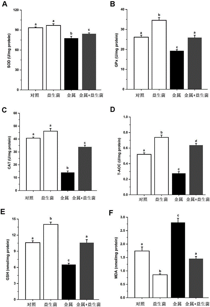 Probiotics feed capable of relieving aluminium toxicity of tilapia and application thereof