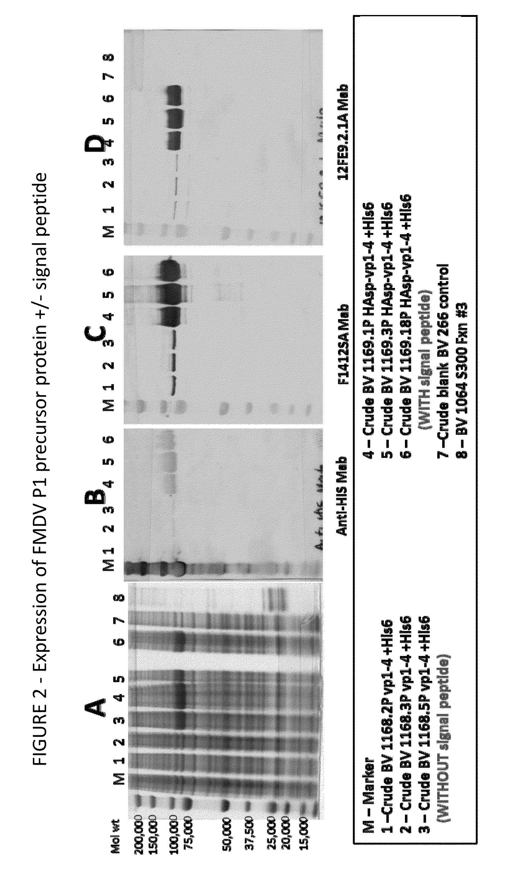 Enhanced expression of picornavirus proteins