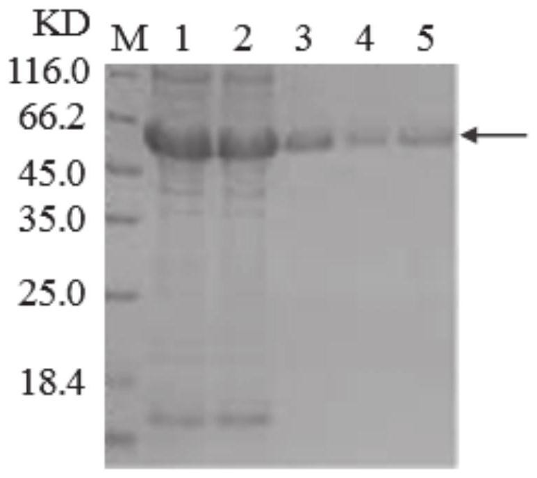 Preparation method and application of grass carp TNF-[alpha] recombinant protein