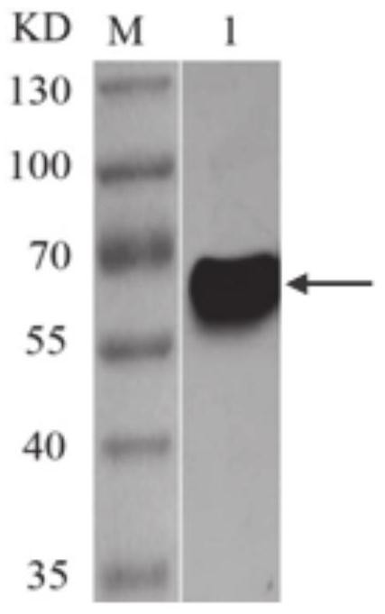 Preparation method and application of grass carp TNF-[alpha] recombinant protein