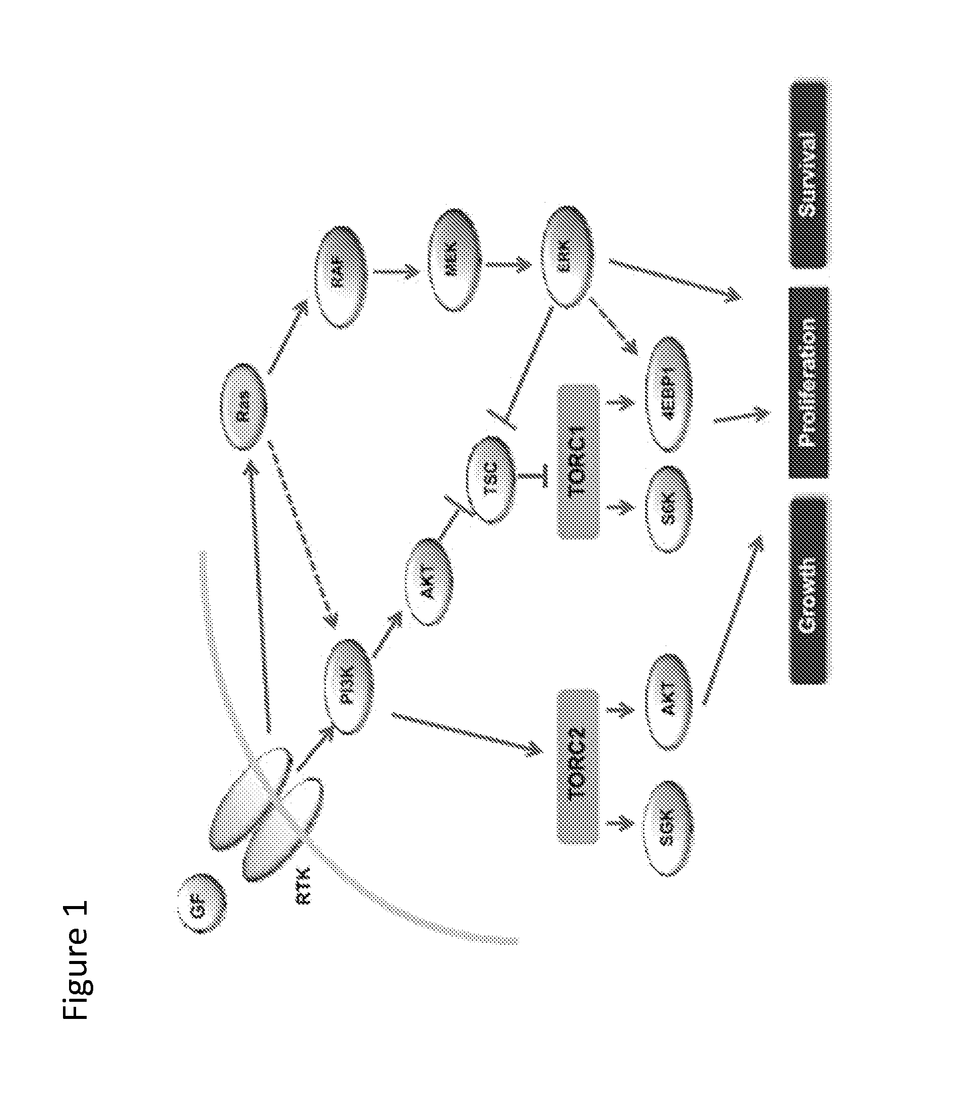 Combination of Kinase Inhibitors and Uses Thereof