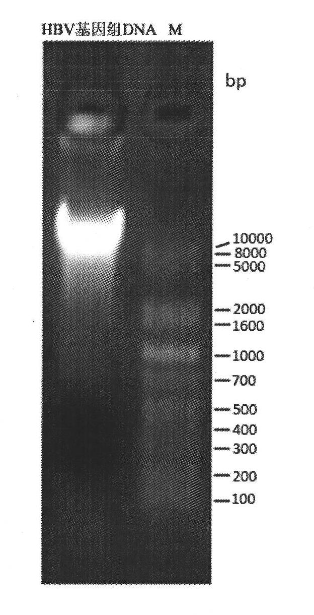 siRNA molecule interfering HBV gene and application thereof