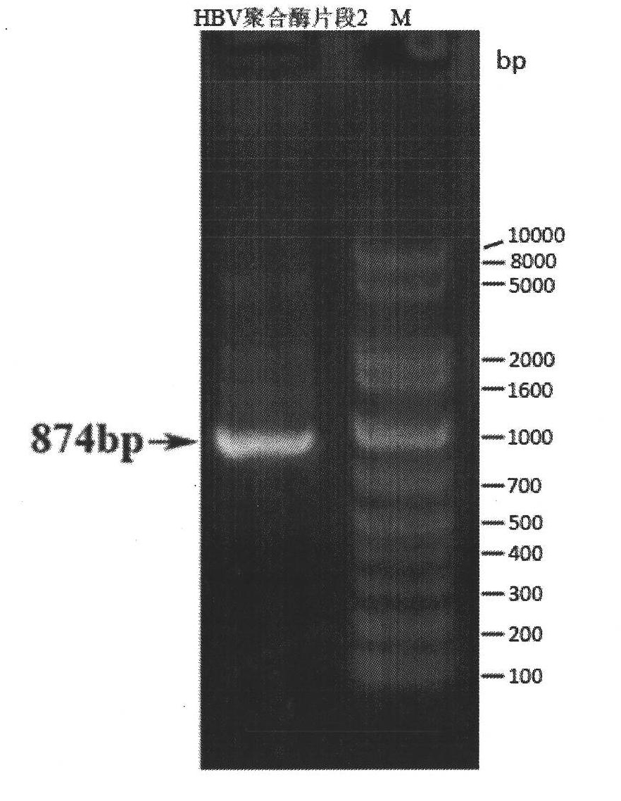 siRNA molecule interfering HBV gene and application thereof