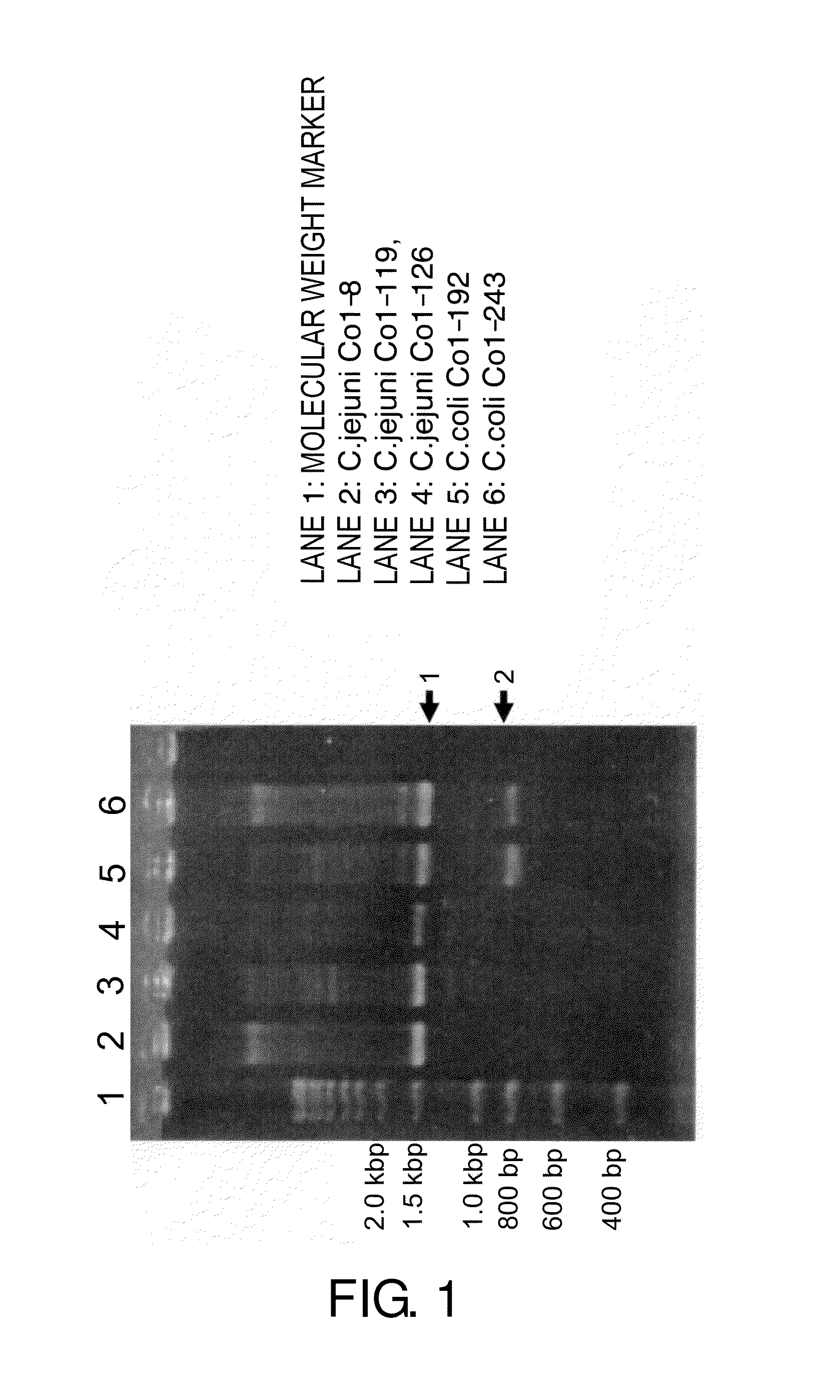 Detection of bacteria belonging to the genus <i>Campylobacter </i>by targeting cytolethal distending toxin