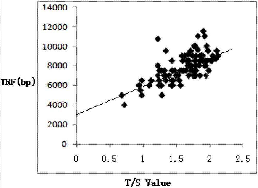 Telomere length detection method based on fluorescent quantitative PCR