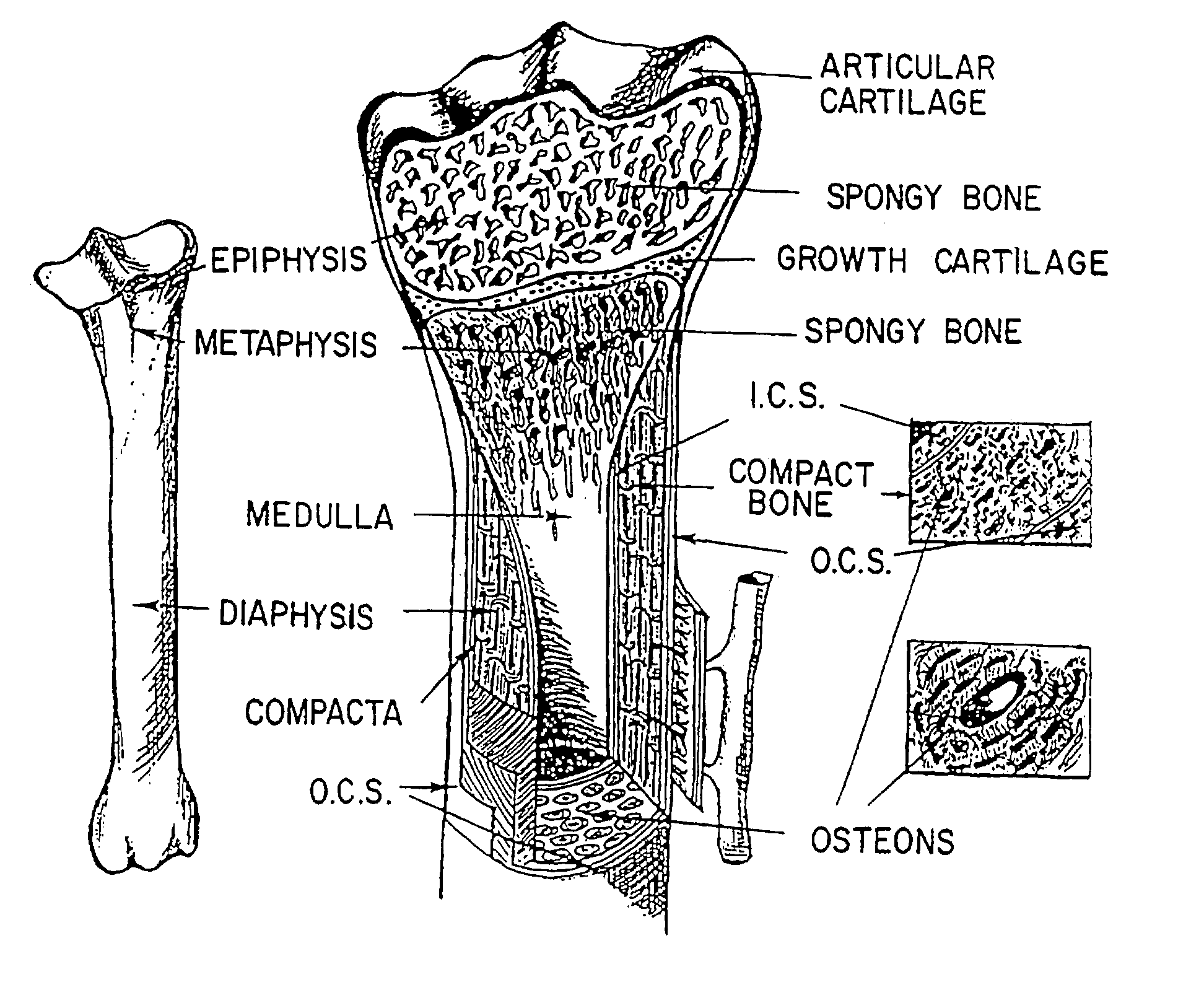Method and system for modelling bone structure
