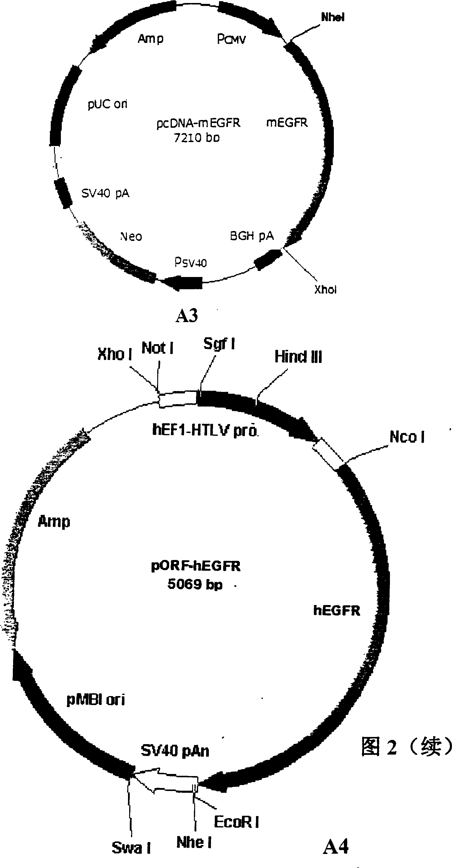 Vaccine preparing process and antitumor vaccine