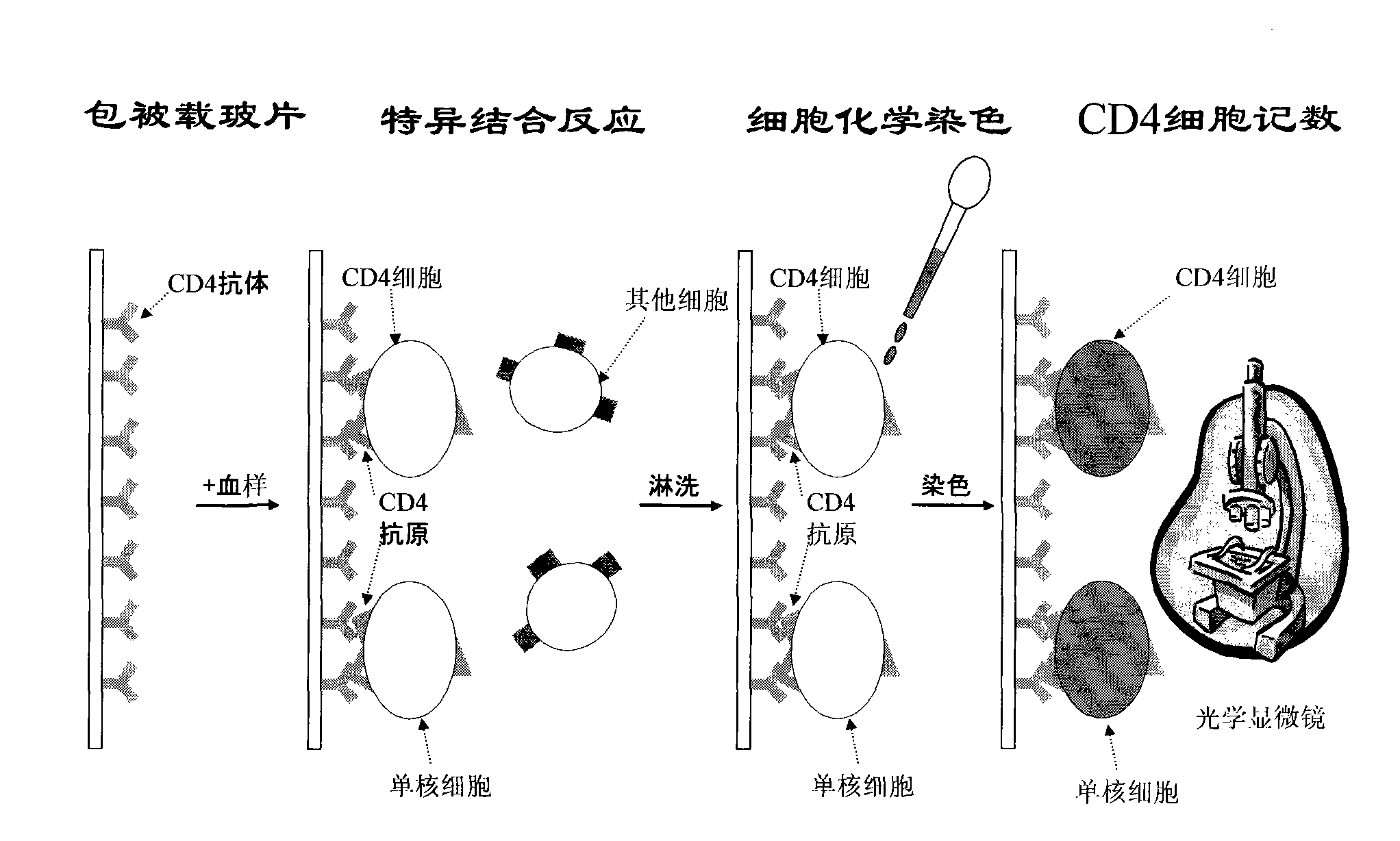 CD4 (Cluster of Differentiation 4) cell chip as well as preparation method and application thereof