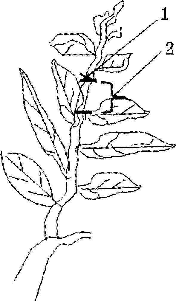 Method for cultivating early-harvesting high-quality high-yield lemon trees