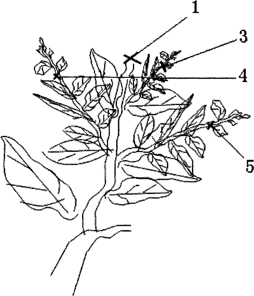 Method for cultivating early-harvesting high-quality high-yield lemon trees