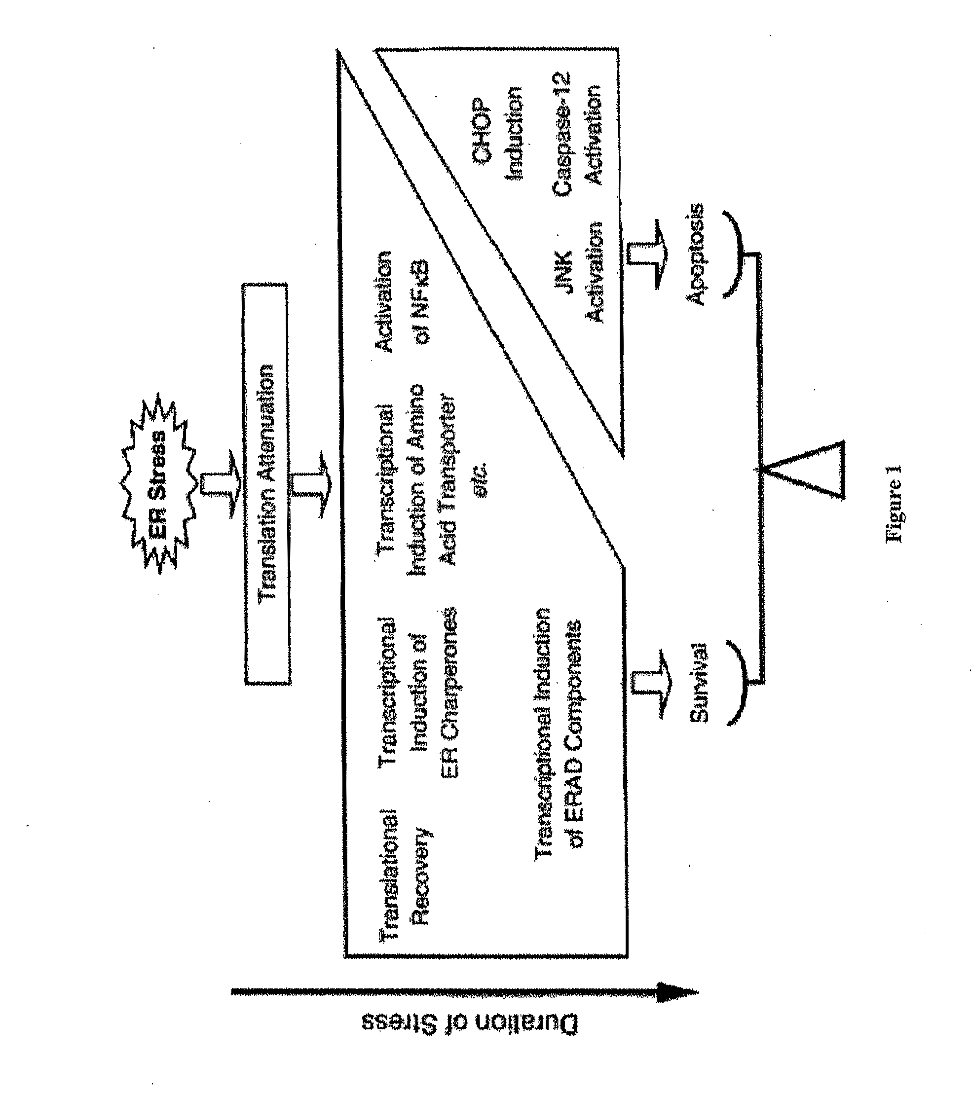 Methods and compositions for inducing apoptosis by stimulating er stress