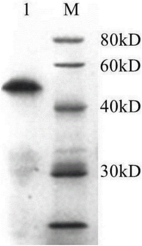 Bigeminal colloidal gold test strip for detecting toxoplasma gondii and neospora caninum antibodies