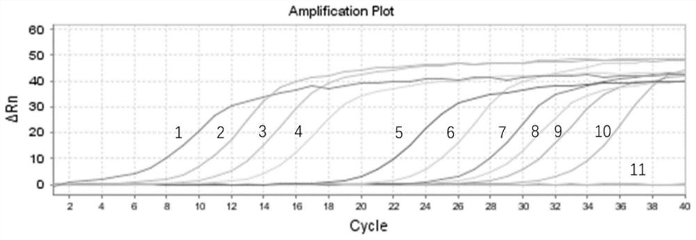 Dual fluorescent quantitative PCR primer and kit for Escherichia coli disease and Lyme disease