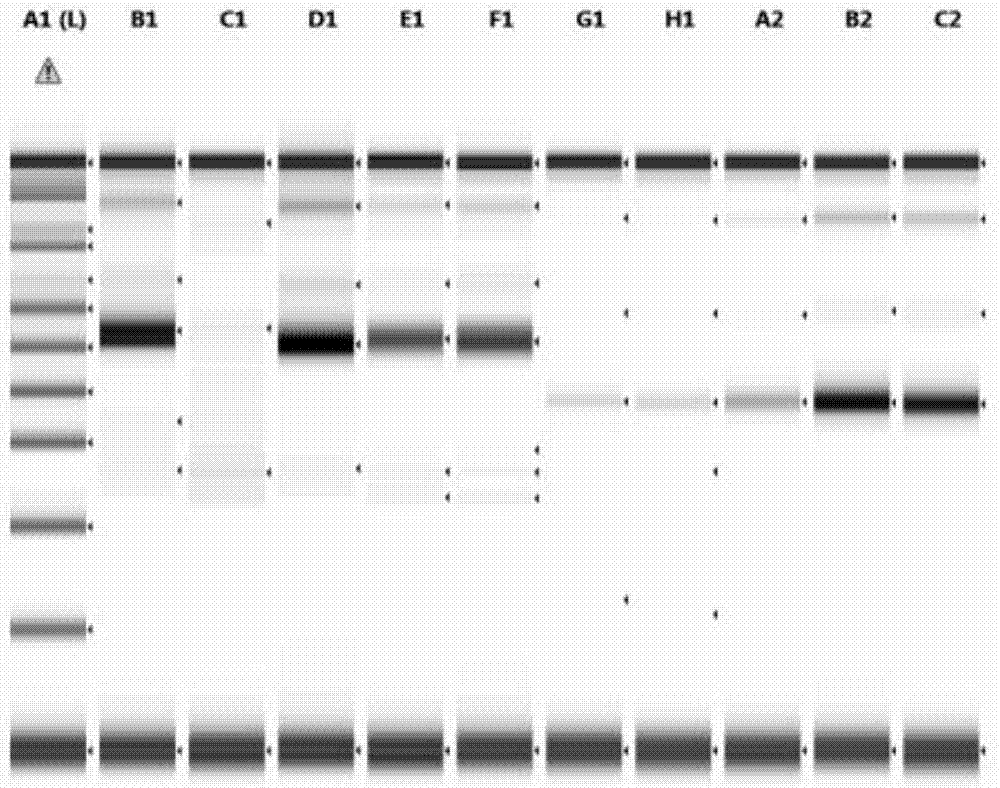 Method for detecting rearrangement clonality of correlative genes of lymphocyte