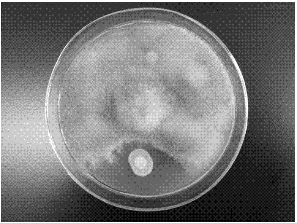 Saccharomyces cerevisiae GA8 and application thereof