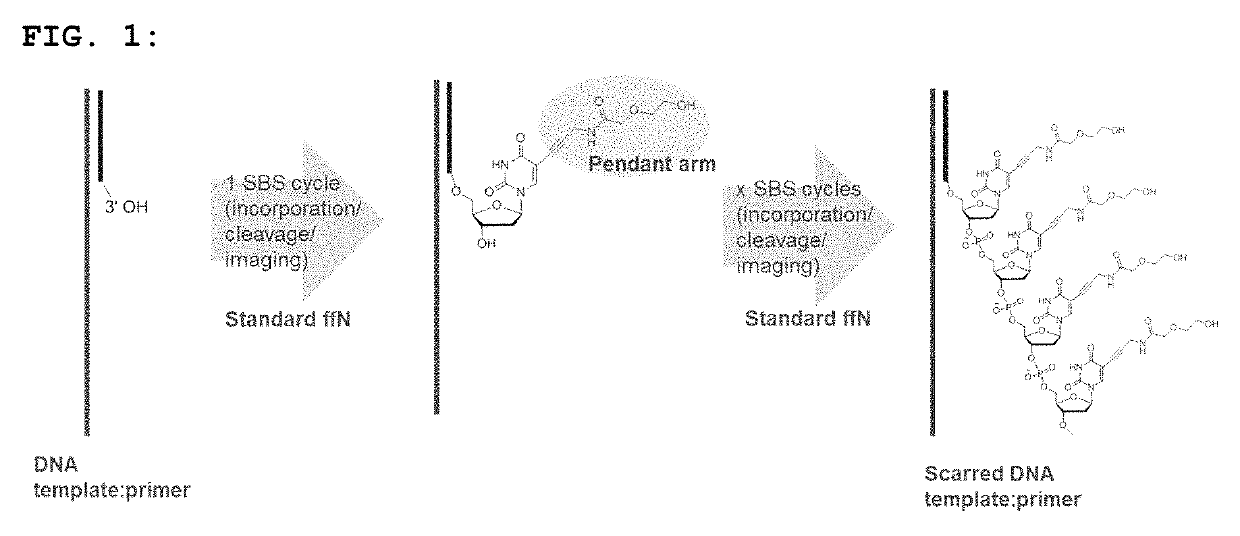 Short pendant arm linkers for nucleotides in sequencing applications