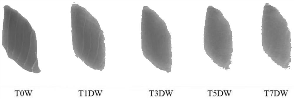 Tuna meat wet type ripening maturity detection method