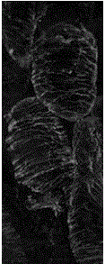 Immumofluorescent antibody labeling method of cotton tender tissue microtube framework