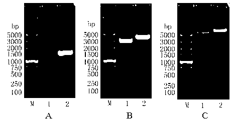 HCMV pp65 prokaryotically-expressed recombinant strain and construction method thereof