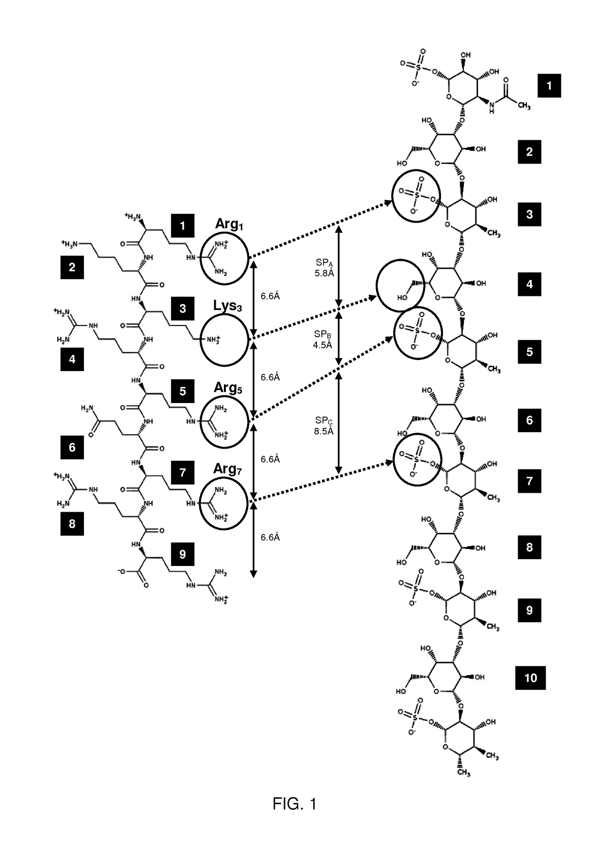 Keratan sulfate specific transporter molecules