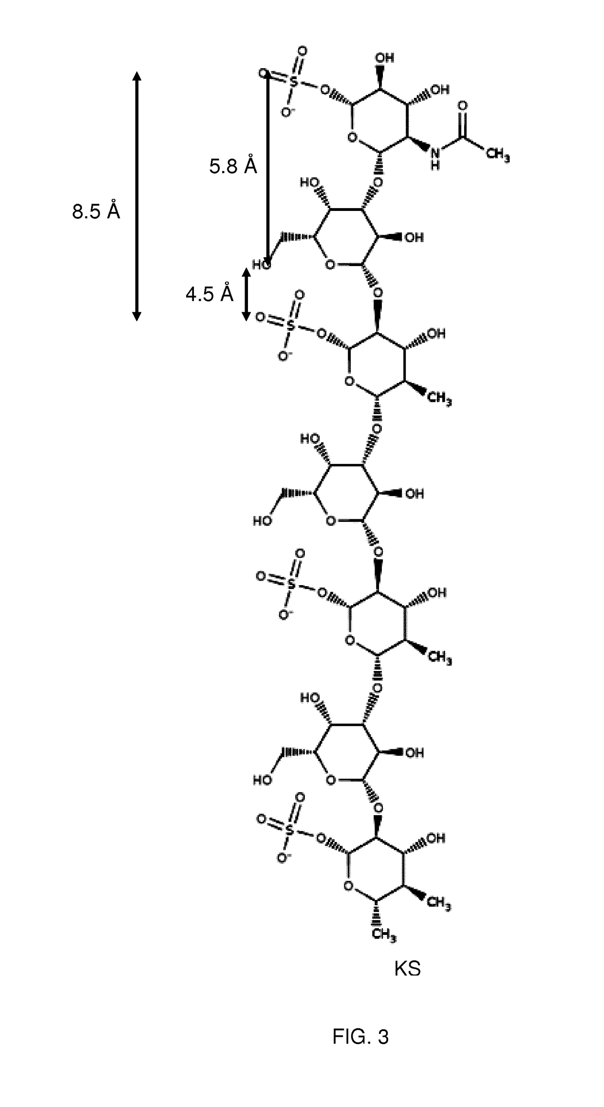 Keratan sulfate specific transporter molecules
