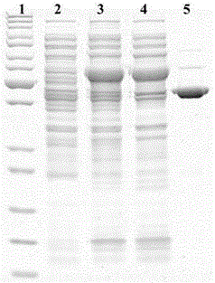 High activity cellobiase, coding gene and applications thereof