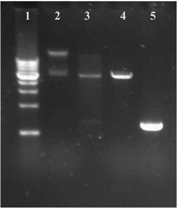 High activity cellobiase, coding gene and applications thereof