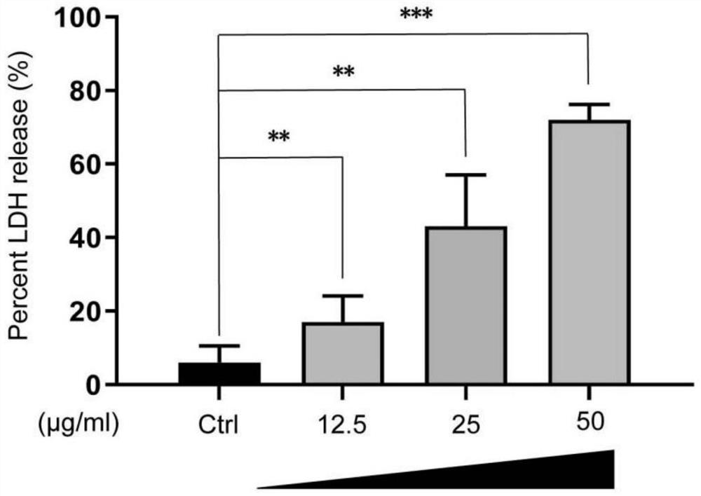 Application of CY-09 in preparation of medicine for resisting joint prosthesis wear particle induced osteolysis