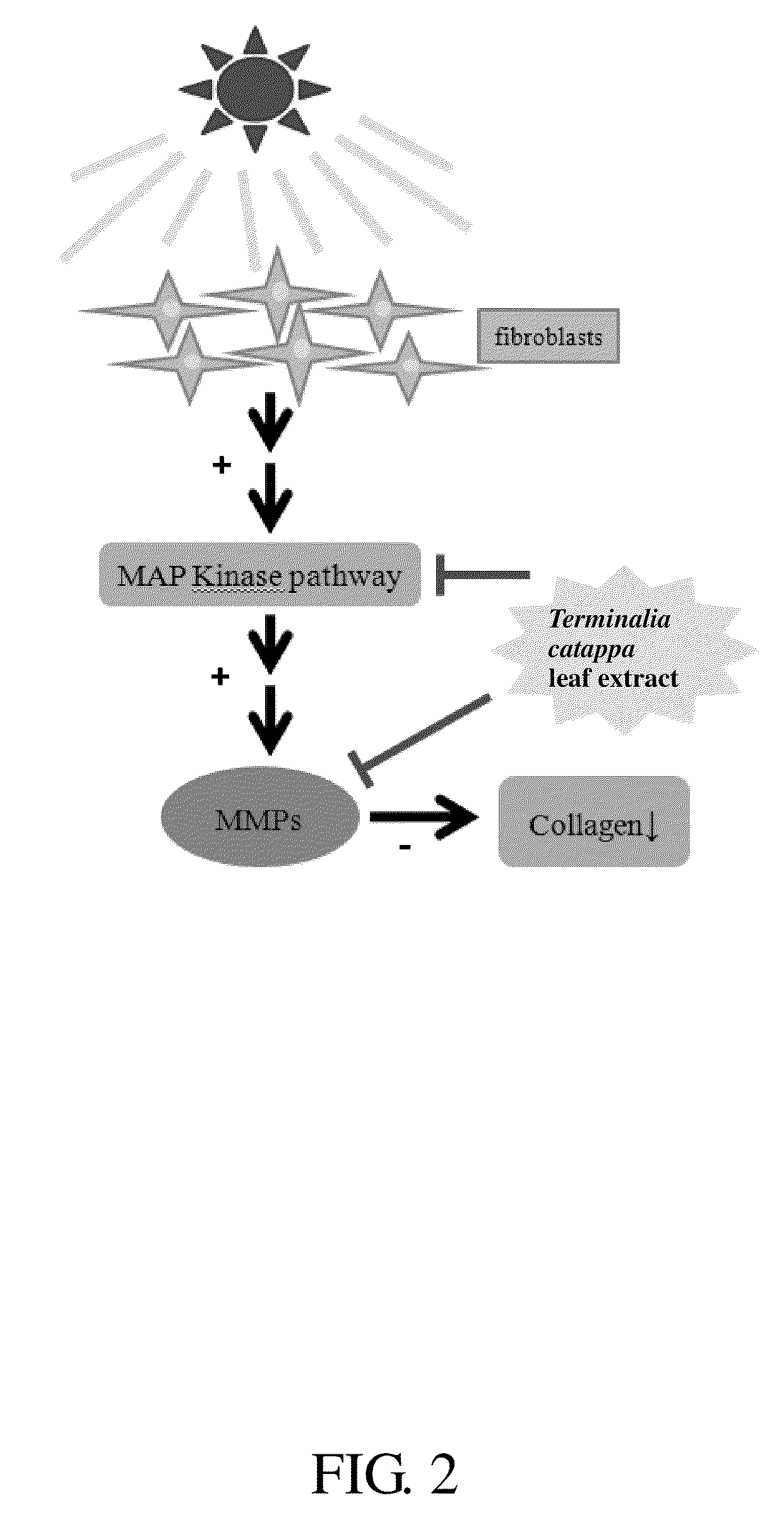 Method for inhibiting activity and/or expression of matrix metalloproteinase, inhibiting phosphorylation of mitogen-activated protein kinase, and/or promoting expression of collagen using terminalia catappa leaf extract
