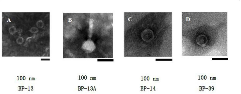 Novel staphylococcus aureus phage as well as composition and application thereof