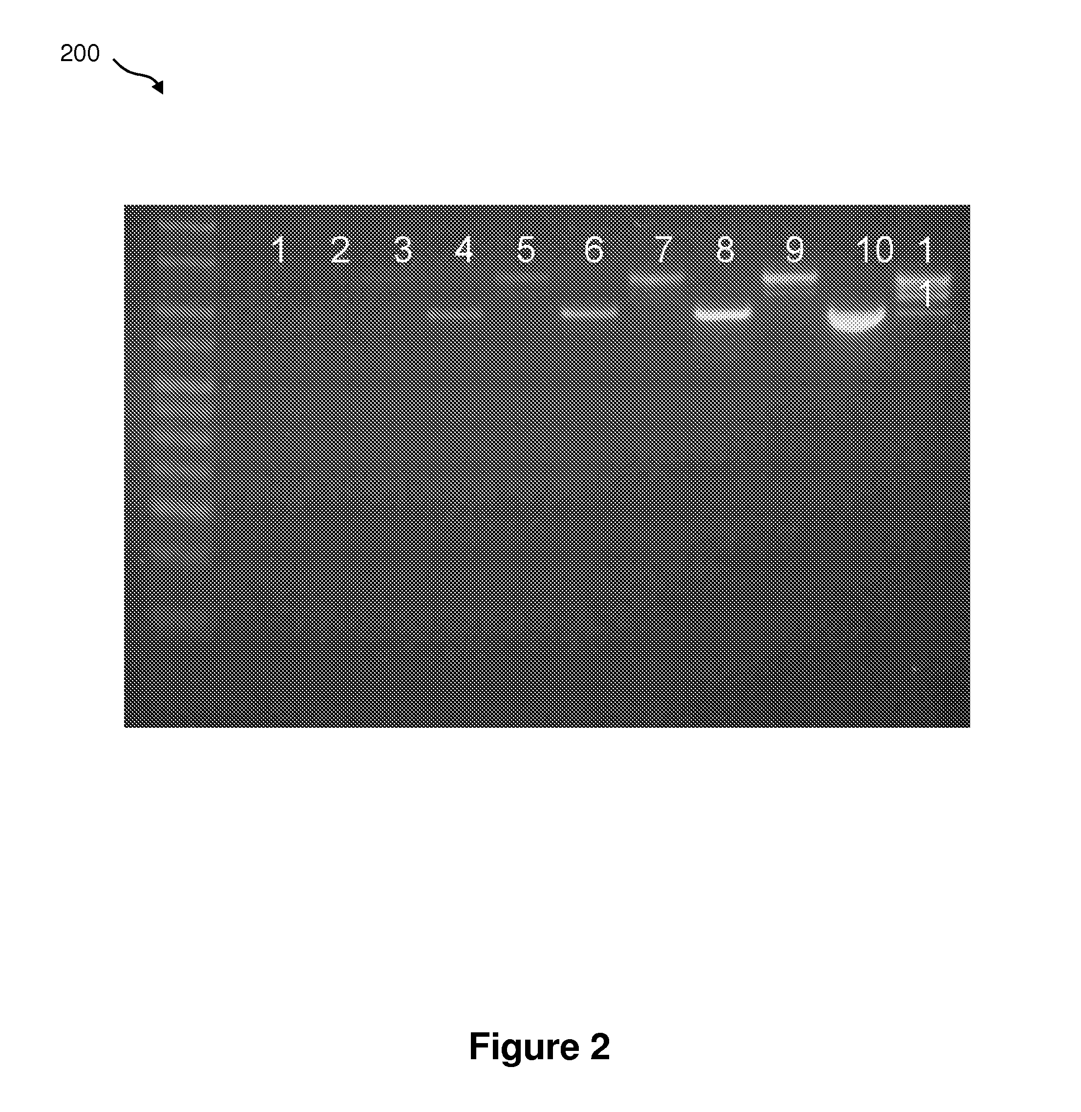 Method of Preparing a Nucleic Acid Library