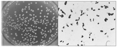 Saccharomyces cerevisiae strain and manufacturing method of frothy apple ferment drink