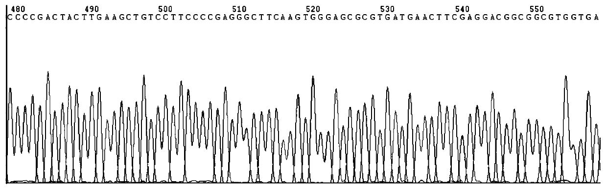 DNA sequencing reaction reagent and preparation method thereof