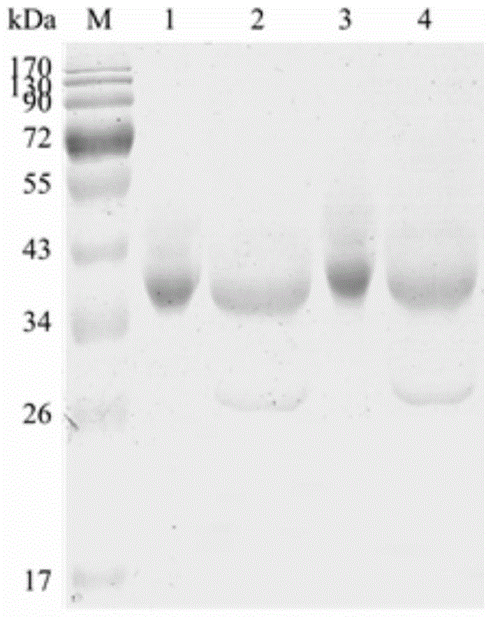 High temperature resistant chaetomium polygalacturonase mutant and encoding gene and application thereof