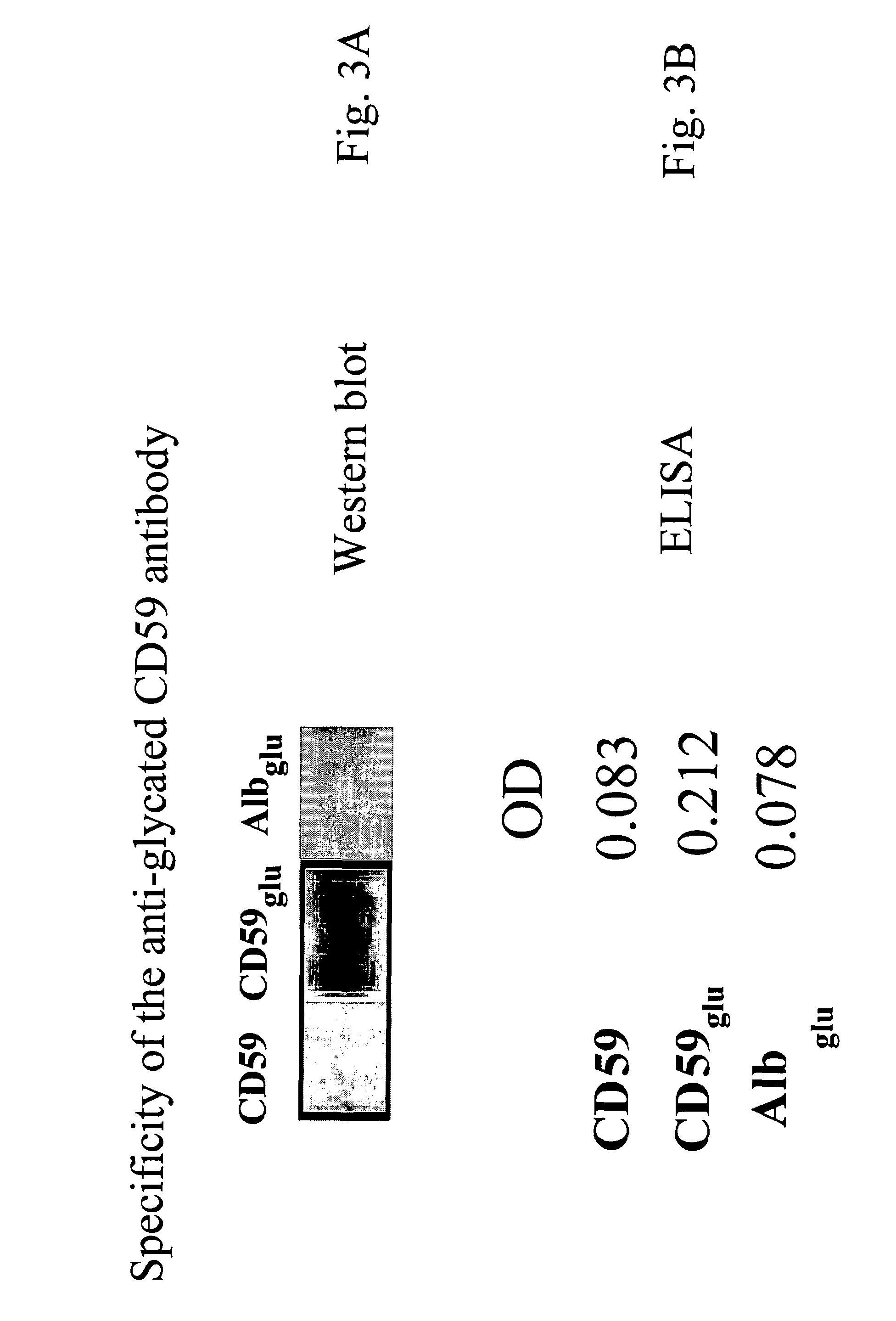 Anti-glycated CD59 antibodies and uses thereof