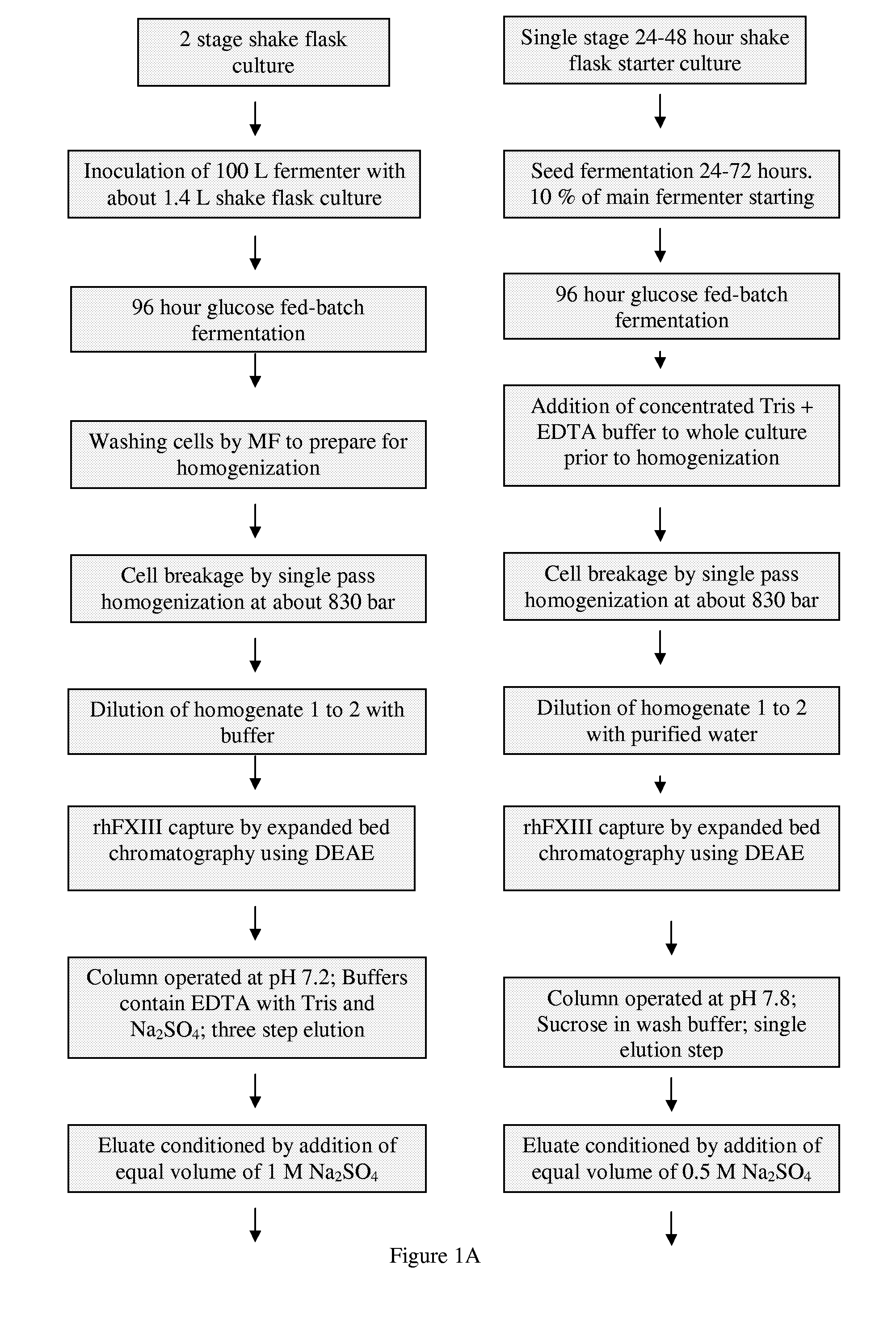 Purification of recombinant human factor XIII