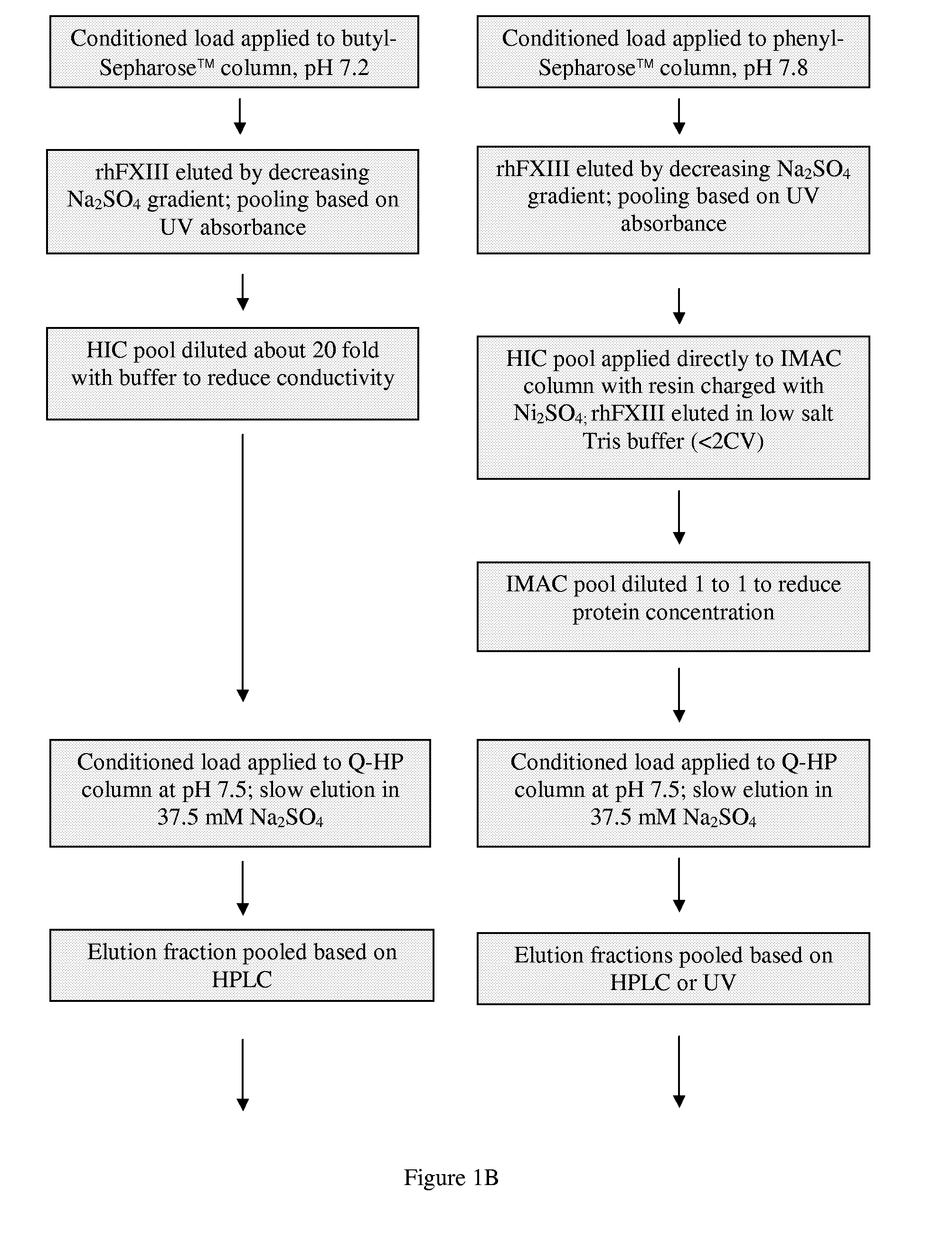 Purification of recombinant human factor XIII