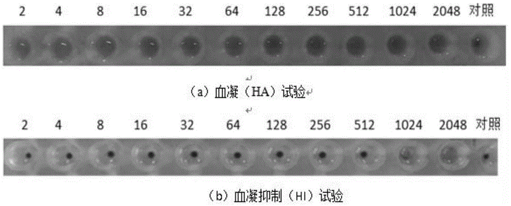 A kind of chicken Newcastle disease virus strain and its application in the preparation of chicken Newcastle disease vaccine