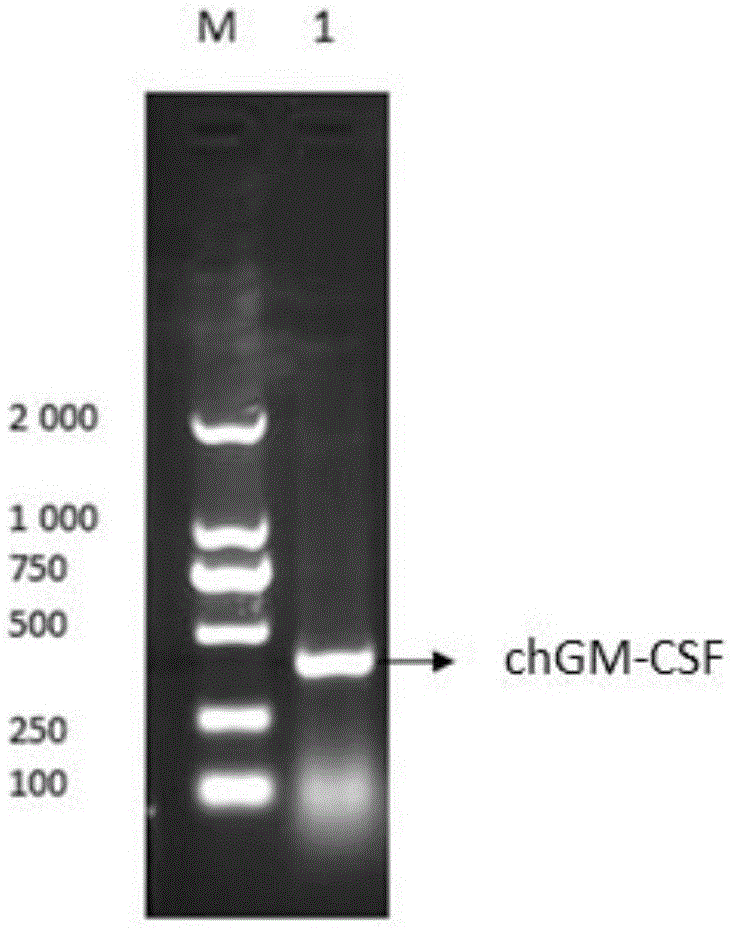 A kind of chicken Newcastle disease virus strain and its application in the preparation of chicken Newcastle disease vaccine