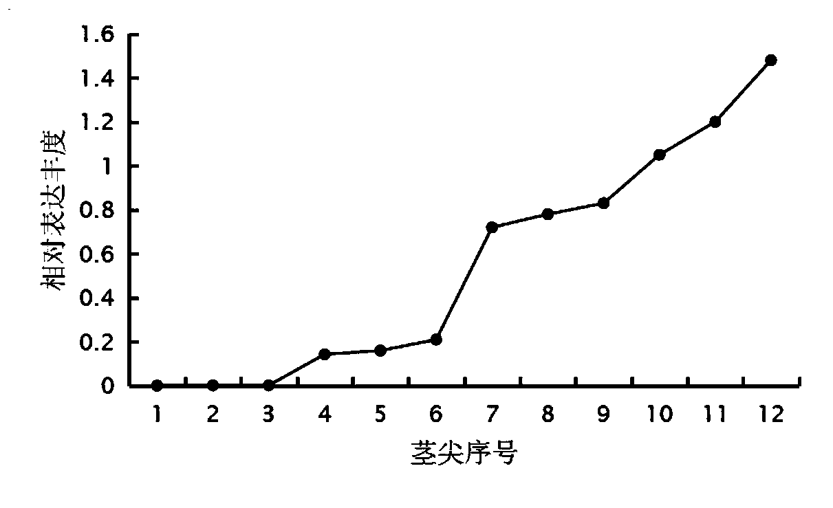 Transcription factor EjCAL participating in regulation and control of flower bud differentiation of loquats and application of transcription factor EjCAL