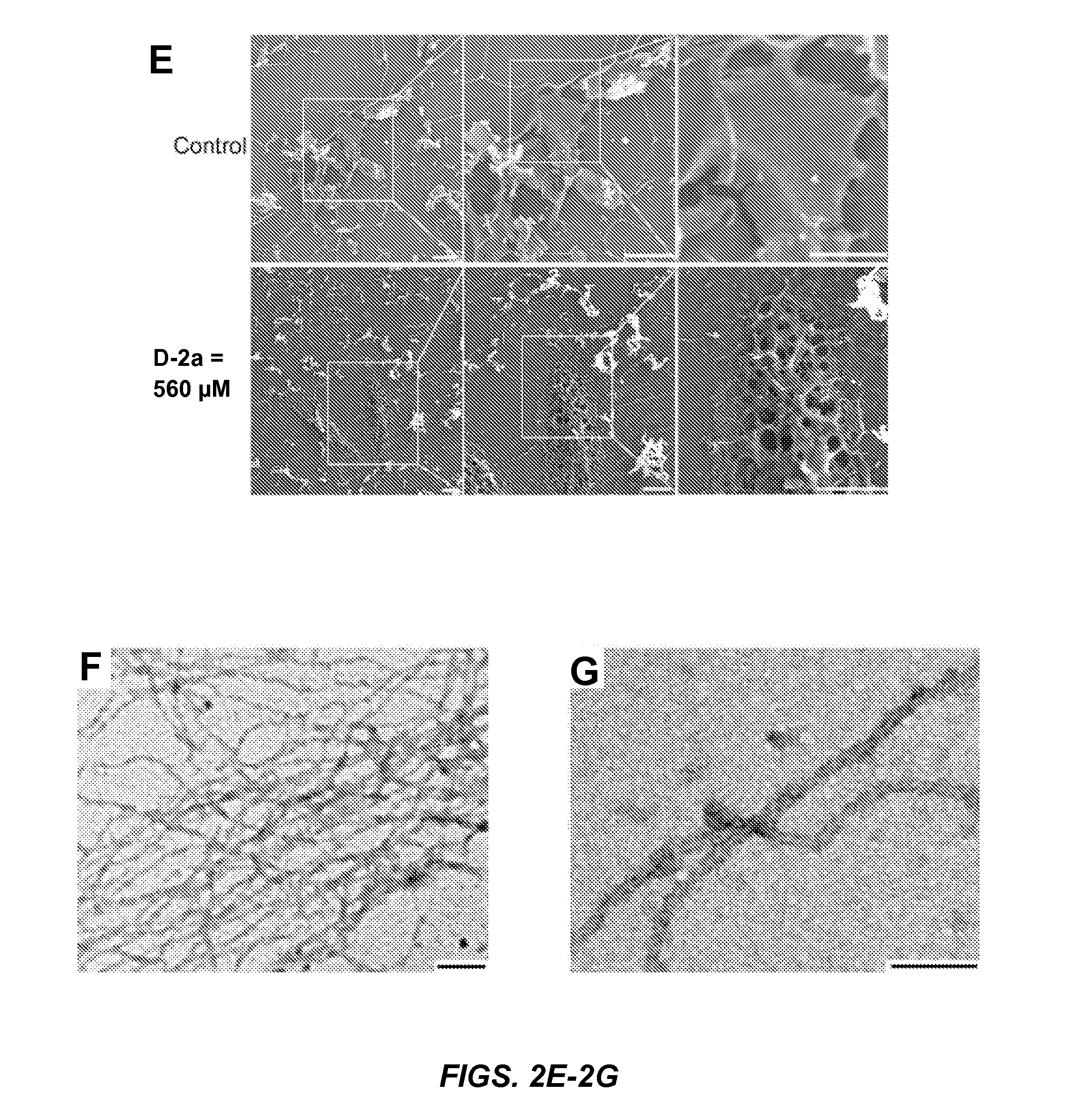 Synthetic peptides, enzymatic formation of pericellular hydrogels/nanofibrils, and methods of use