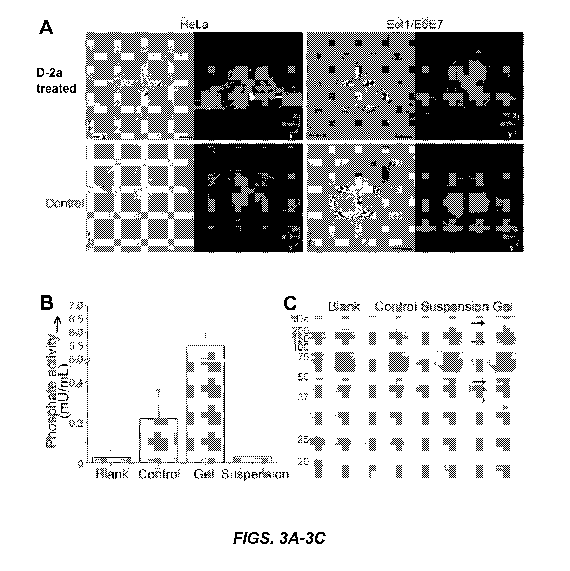 Synthetic peptides, enzymatic formation of pericellular hydrogels/nanofibrils, and methods of use