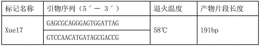 Molecular marker primer for brown planthopper resistance gene bph28(t) and its marker method and application