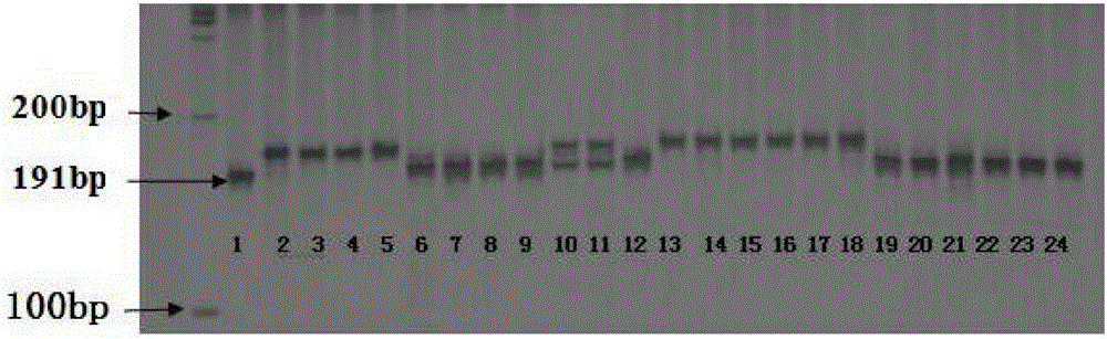 Molecular marker primer for brown planthopper resistance gene bph28(t) and its marker method and application