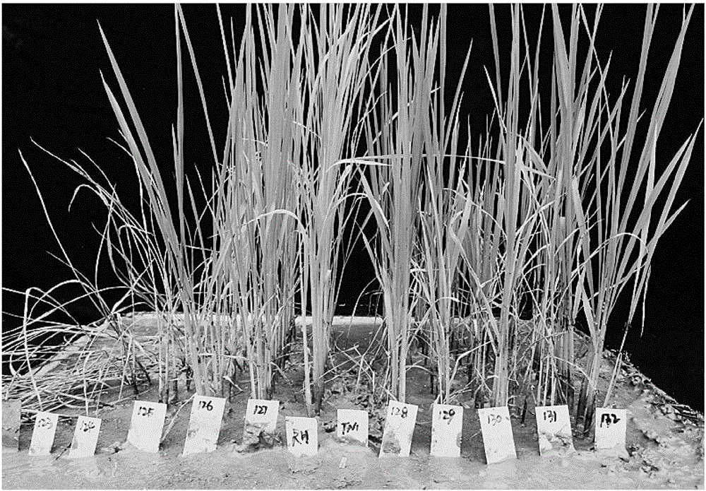 Molecular marker primer for brown planthopper resistance gene bph28(t) and its marker method and application