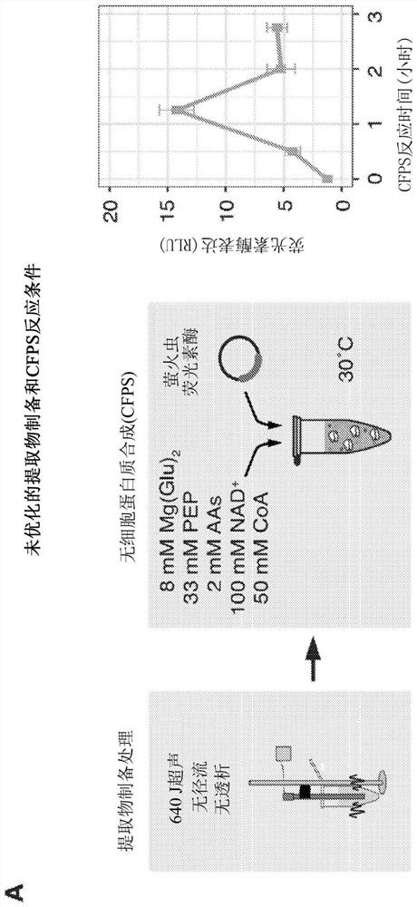 Cell-free protein synthesis platforms derived from clostridia